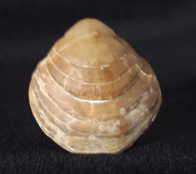 Carneithyris carnea SOWERBY 1812 - Bild &copy; FossNet FossilienStore